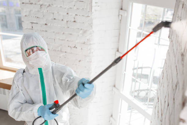 Best Water Damage & Mold Remediation  in Grants, NM