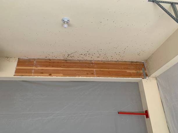 Best Mold Remediation for Healthcare Facilities  in Grants, NM